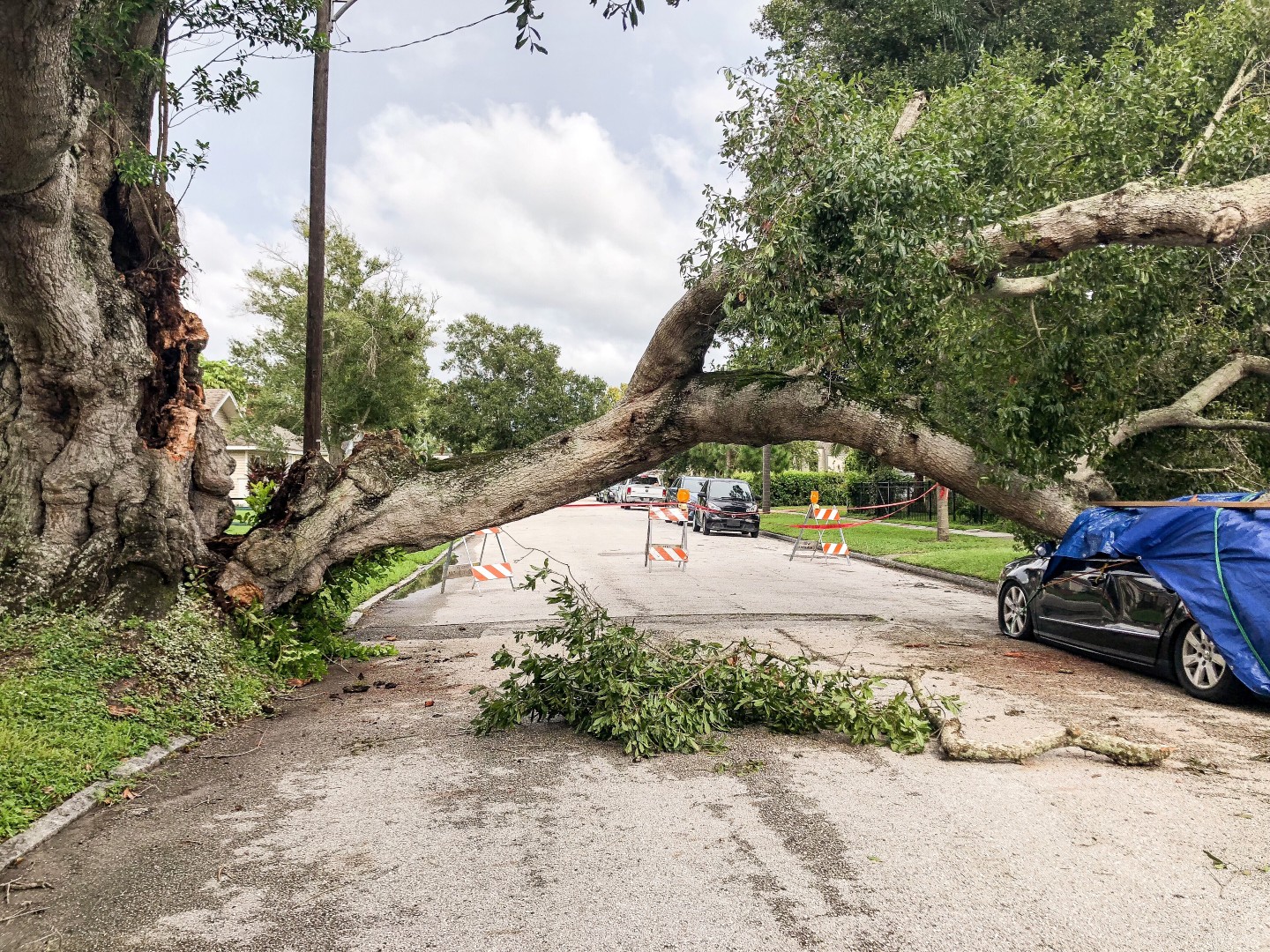 large tree fallen over street and onto a car after a storm