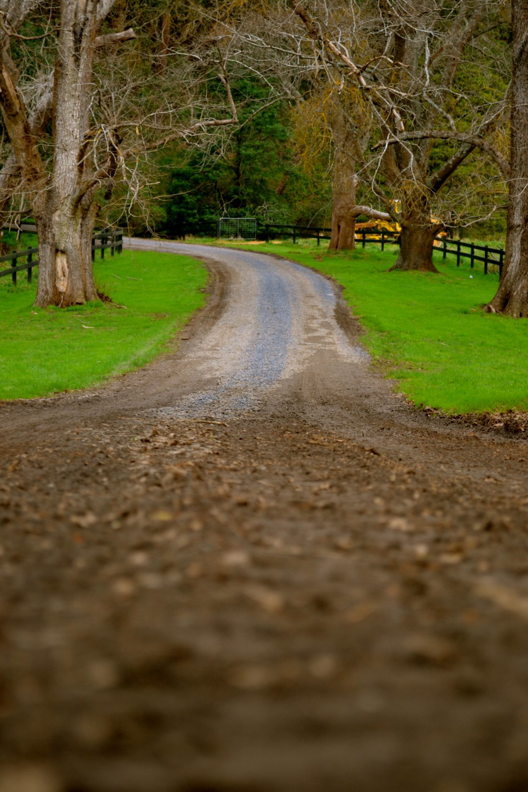 country road with trees on either side