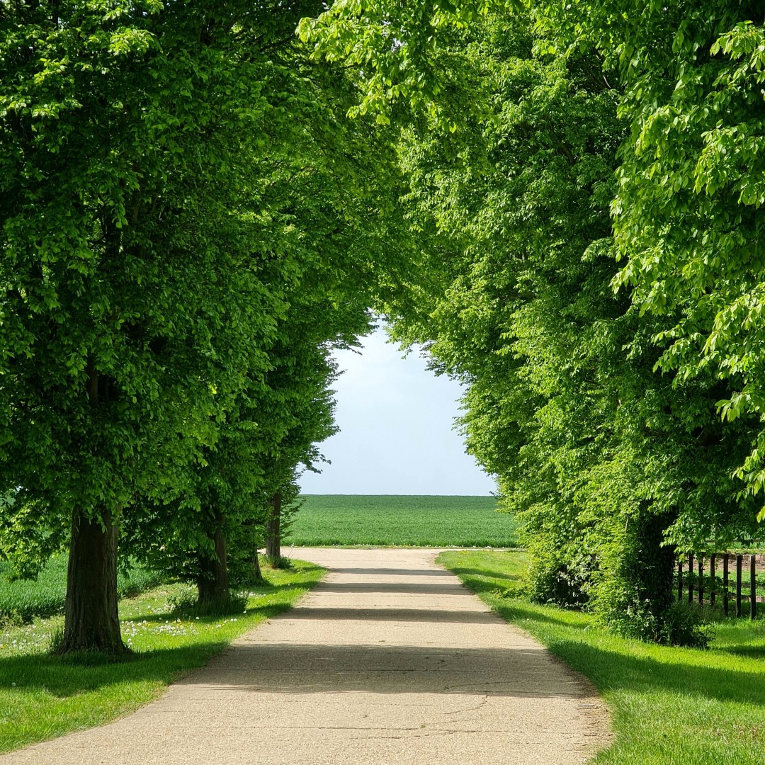 An empty pathway surrounded by trees