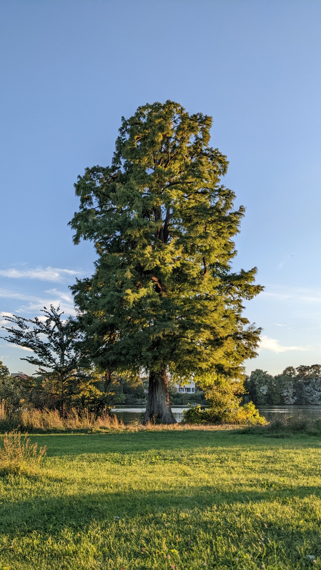large tree in grassy field next to lake